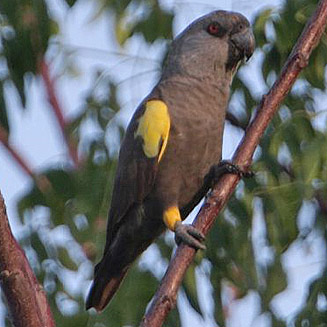 Poicephalus rueppelli 